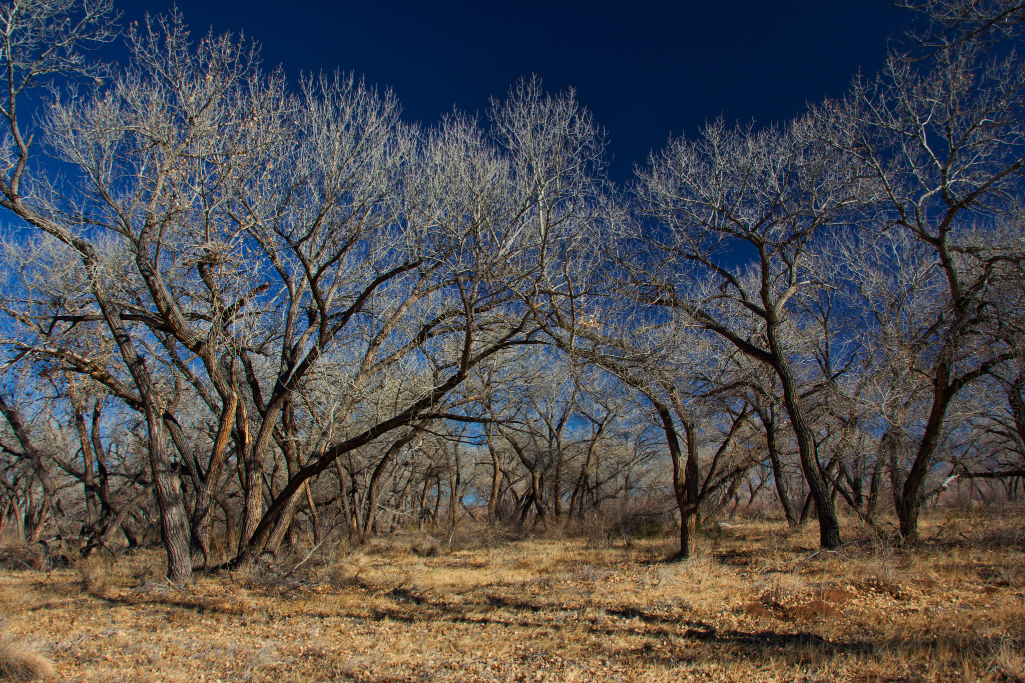 Cotton wood trees in the New Mexico dessert
