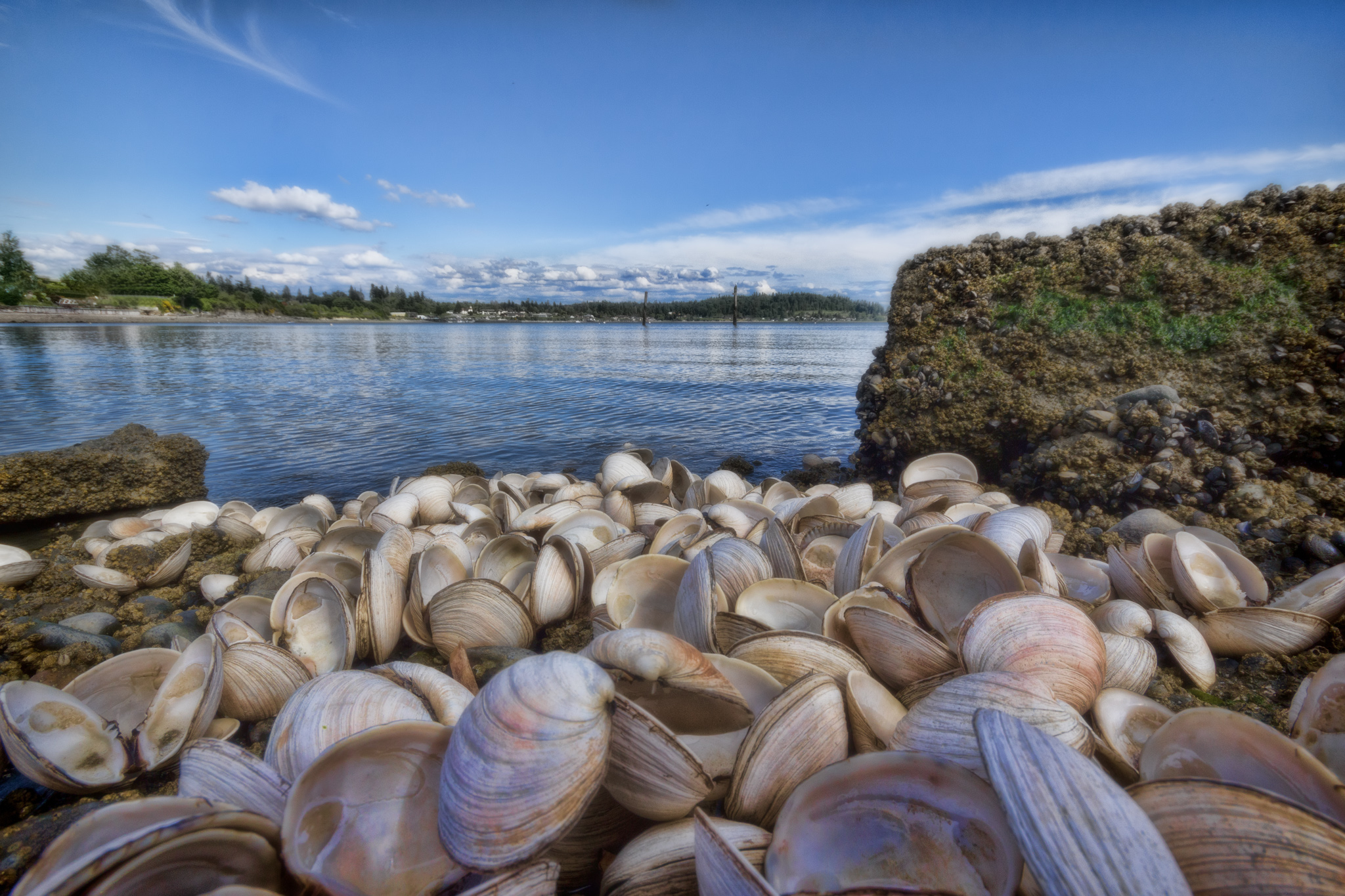 Clam shells strewn on the shore to the waters edge.