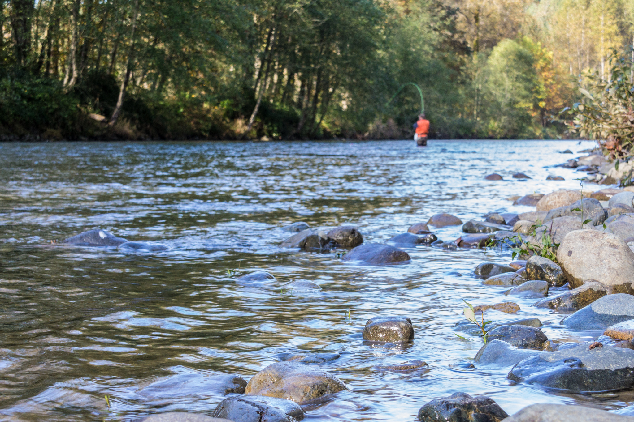 A fisherman bringing in a catch, wading in the river water.