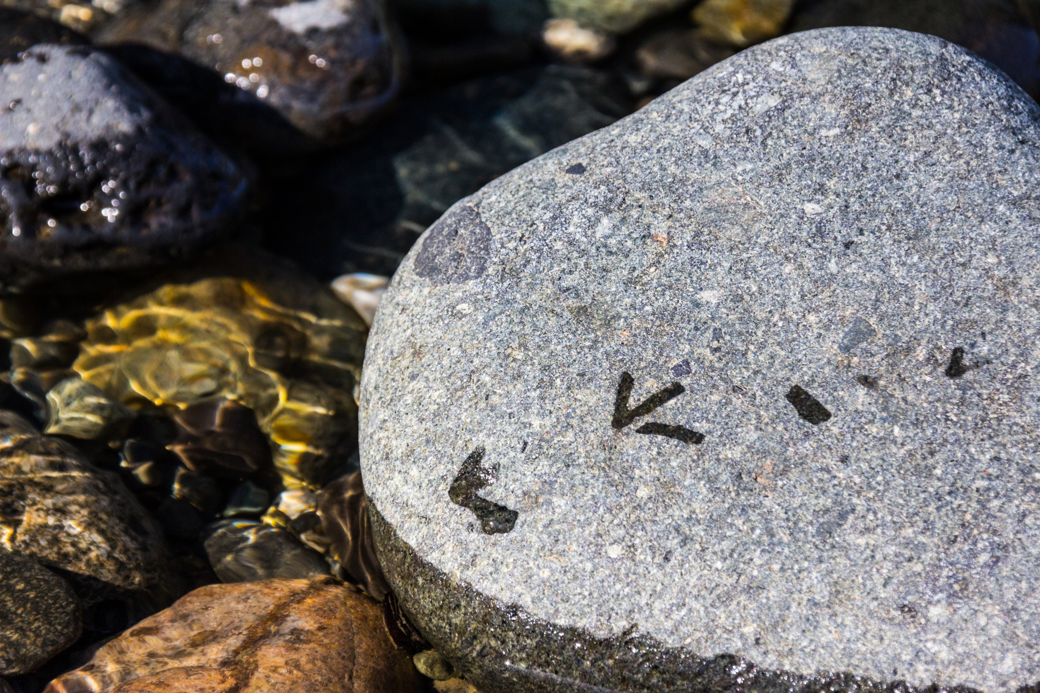 wet bird tracks on a stone on the rivers edge.