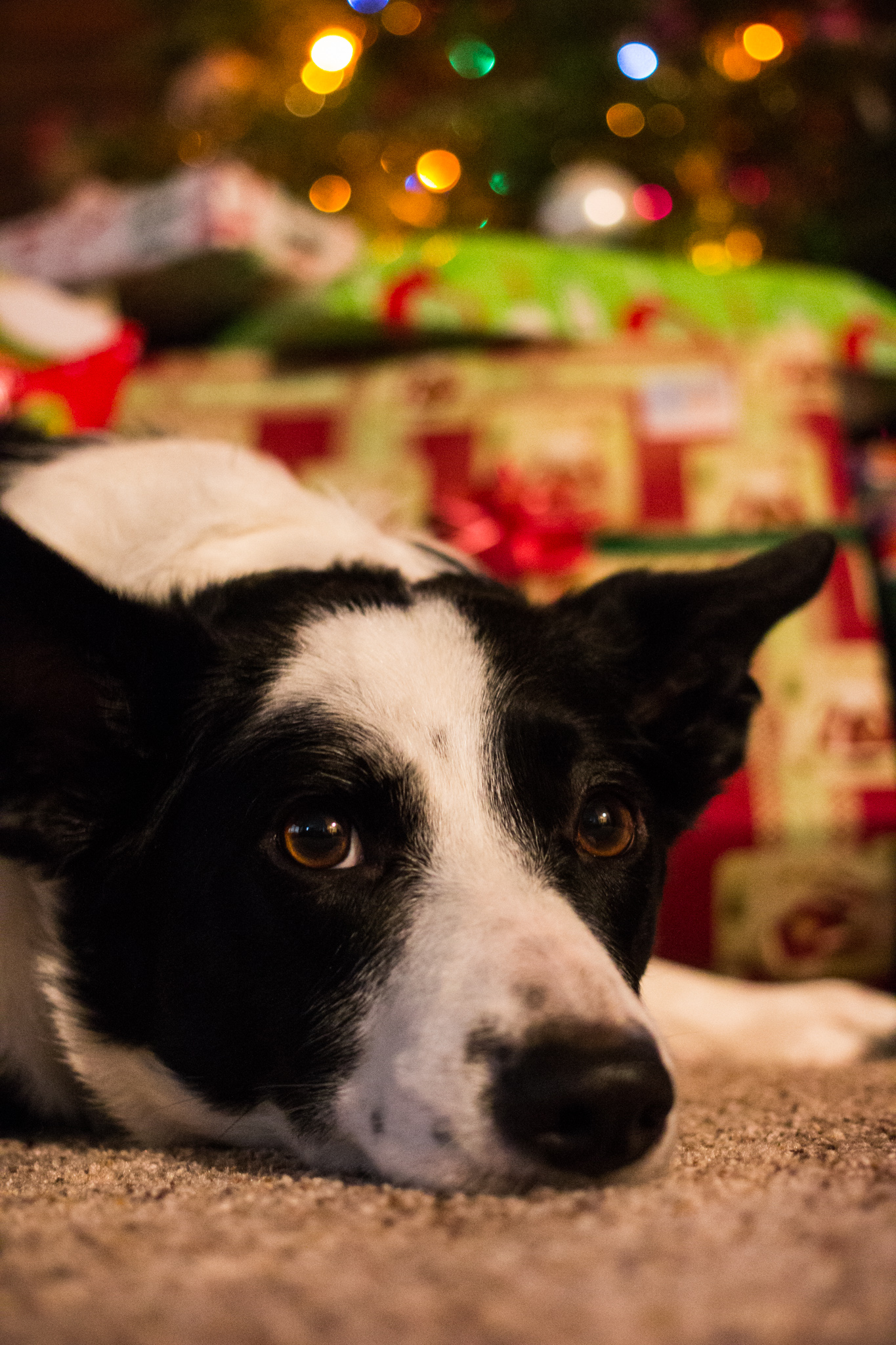A dog waits for the kids to arrive on Christmas morning.