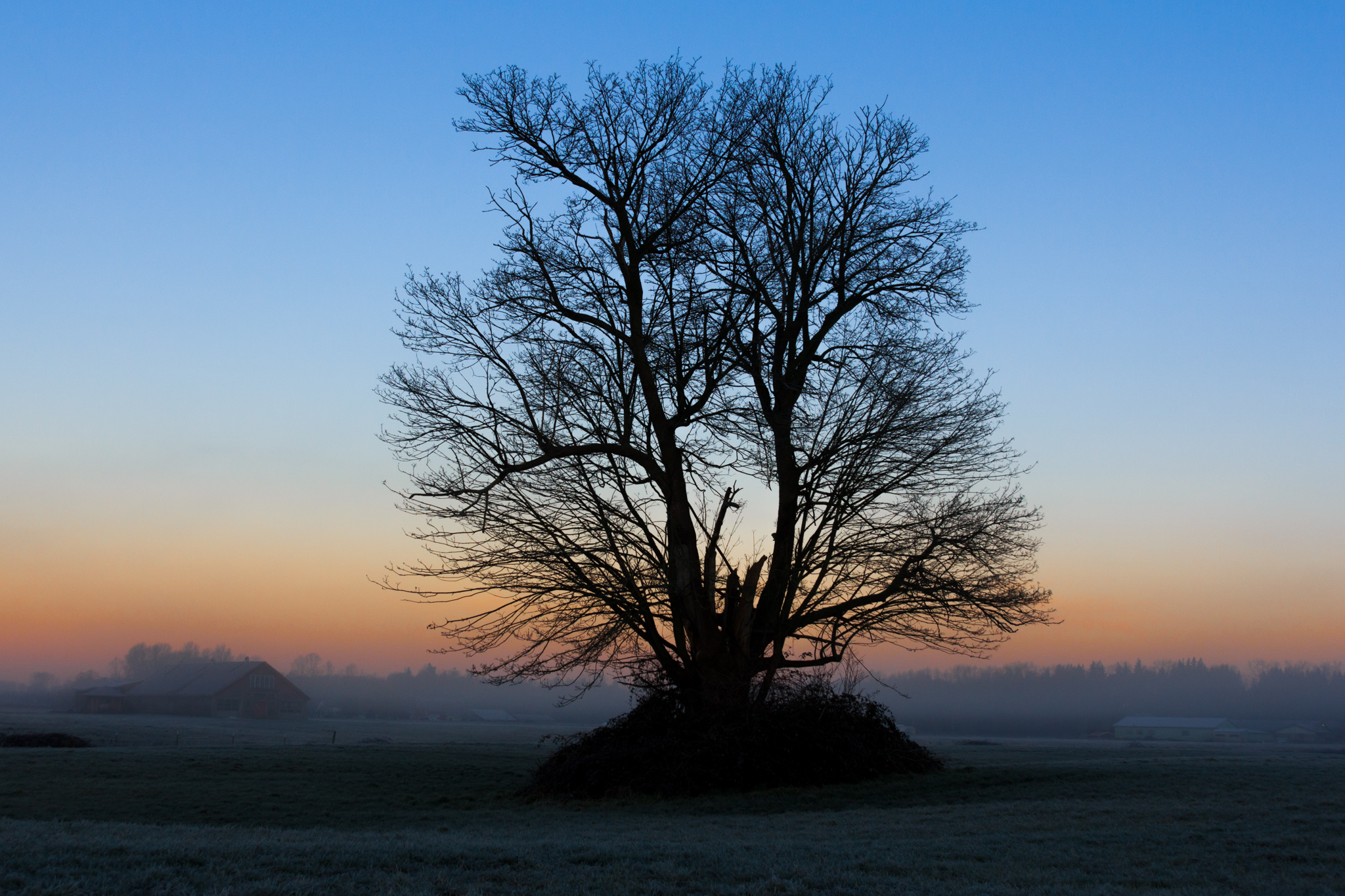 A leafless tree silhouetted by blue and orange sunrise.