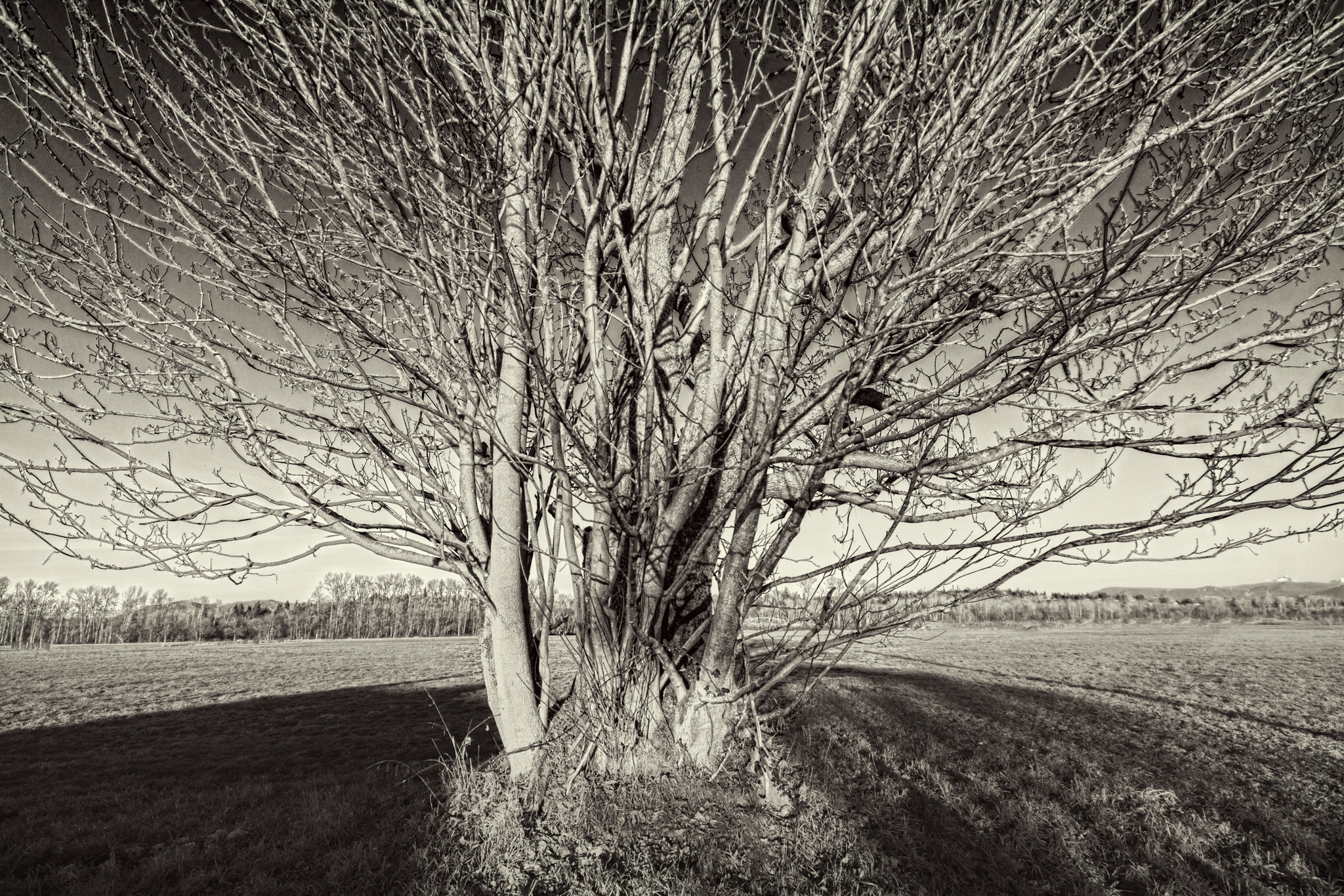 Black and white leaf-less tree.