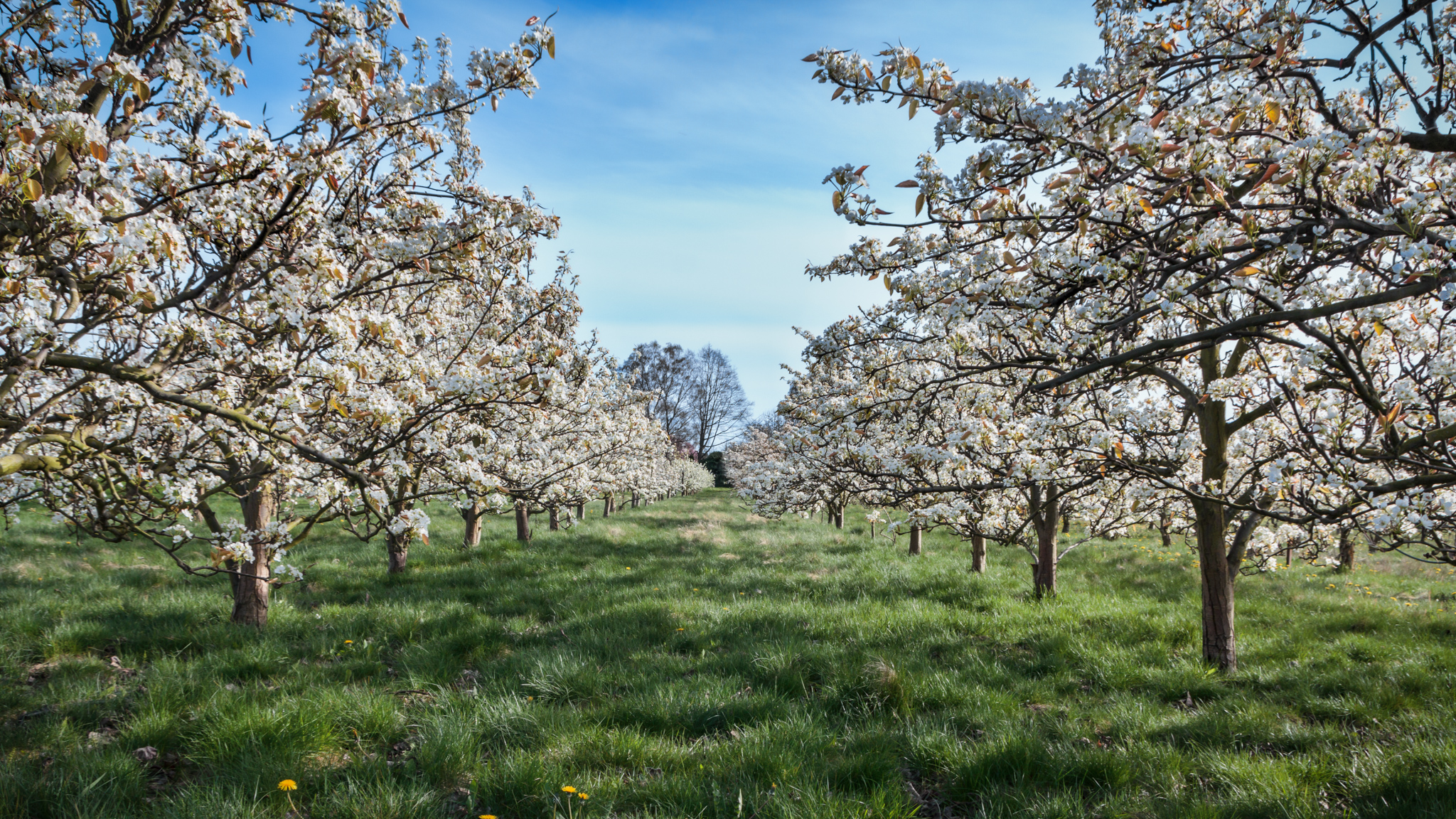 Two rows of cherry blossom trees boarding green field.