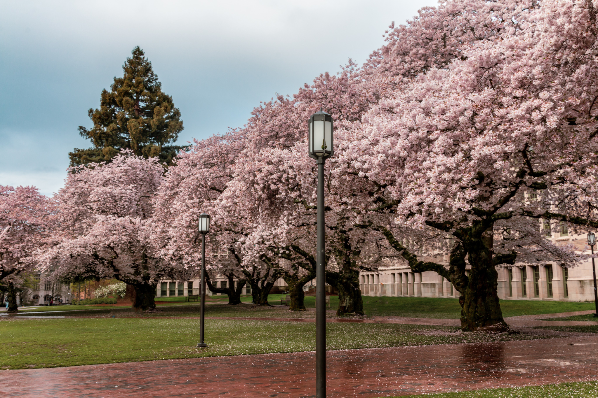 Cherry blossoms on trees in UW "red square.
