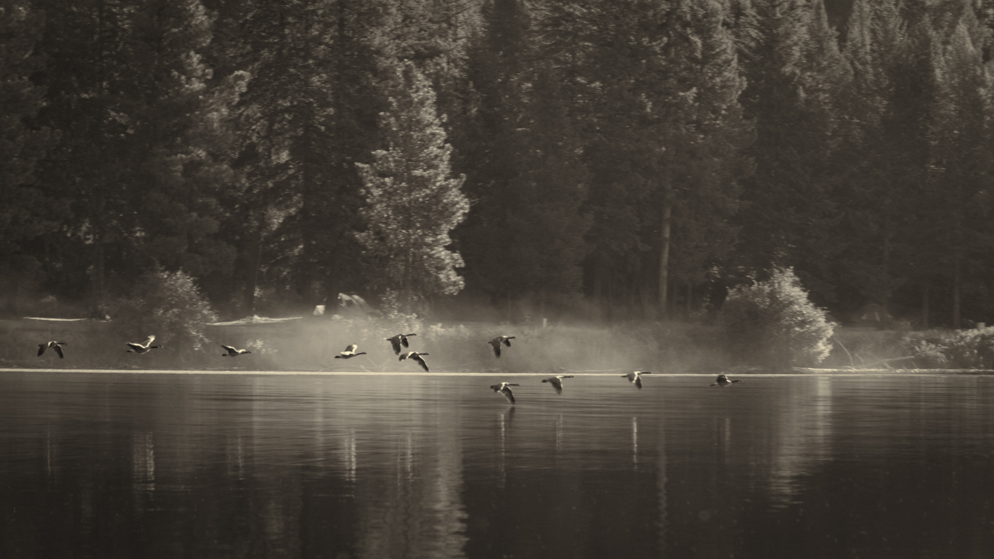 Black and white photo of a misty lake and trees with a flock of geese flying close to the water.