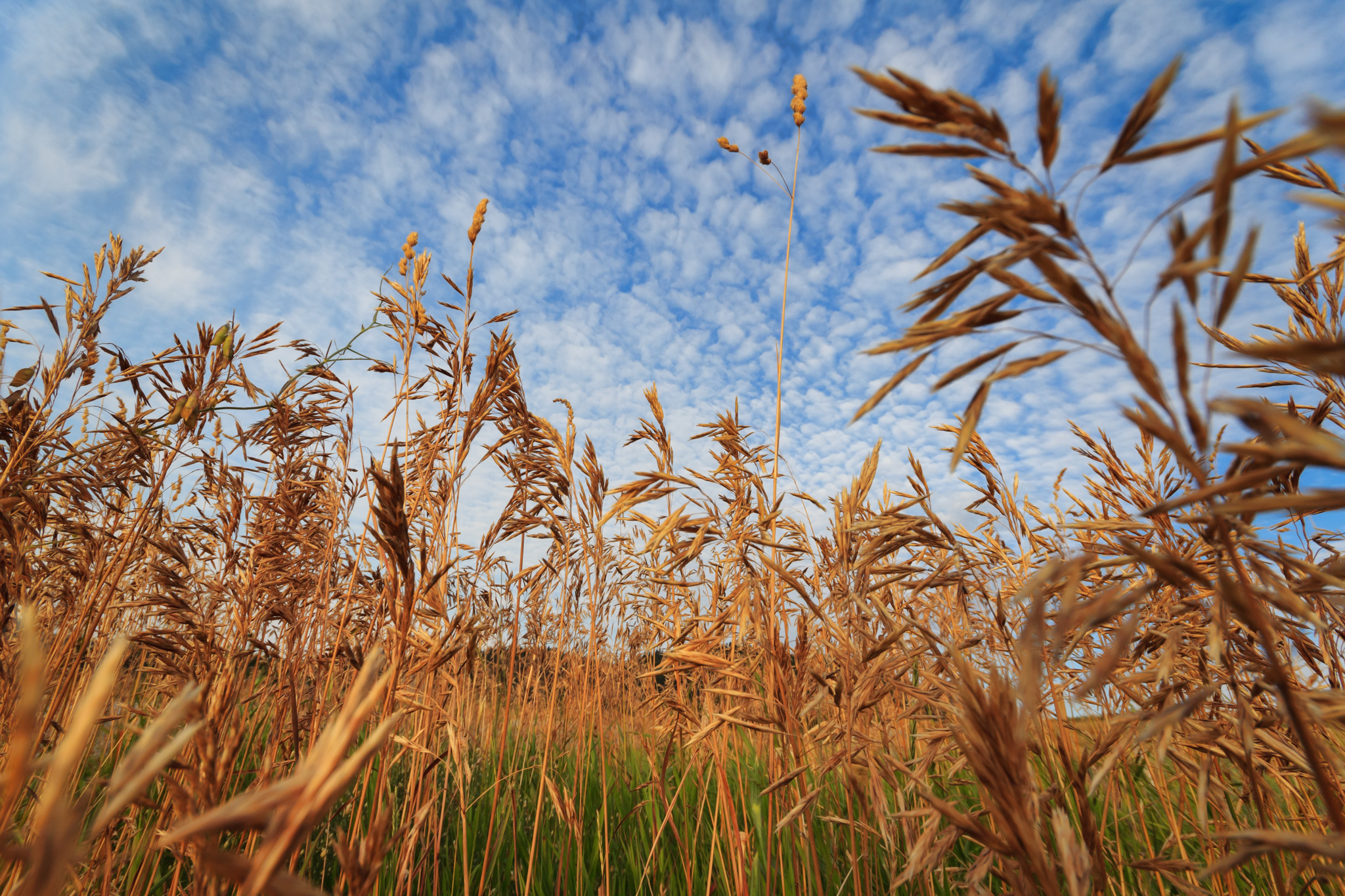 Golden grain reaching from the bottom of the frame to the blue clouded sky.